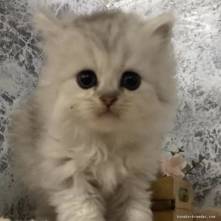 ID:2411-00610の子猫