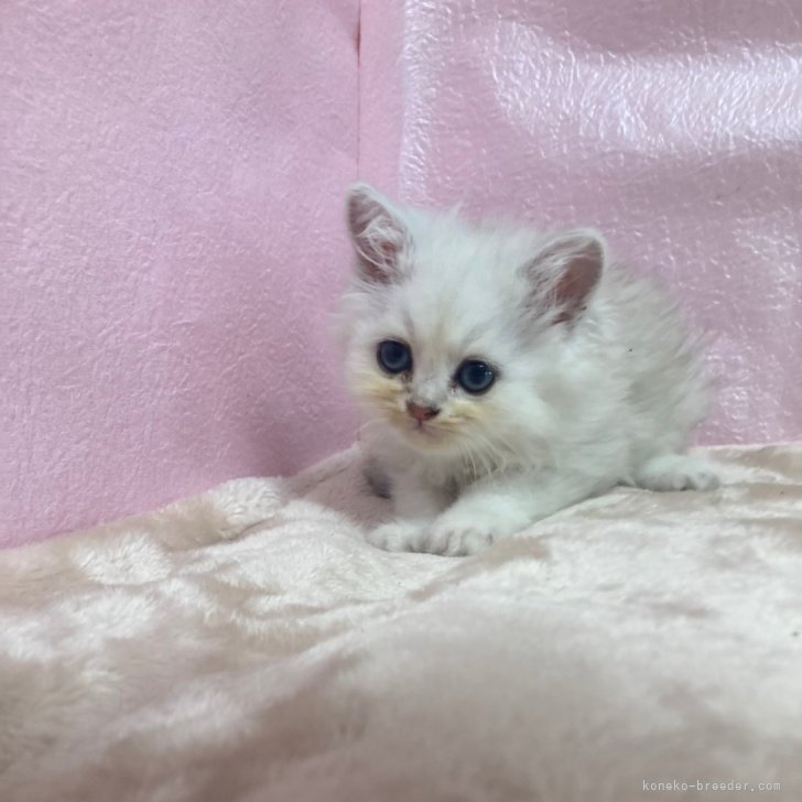 みつごん 様のお迎えした子猫