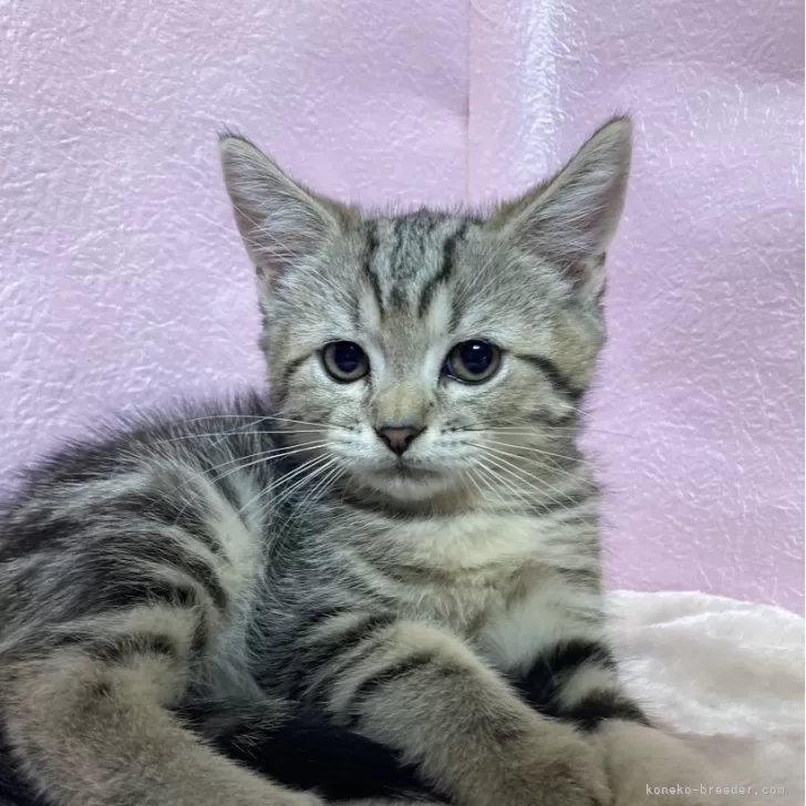 ID:2406-02919の子猫
