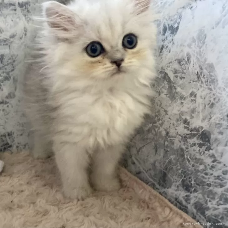 ID:2410-01328の子猫