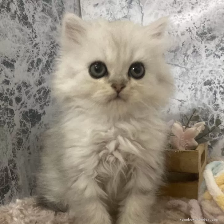 ID:2411-00613の子猫