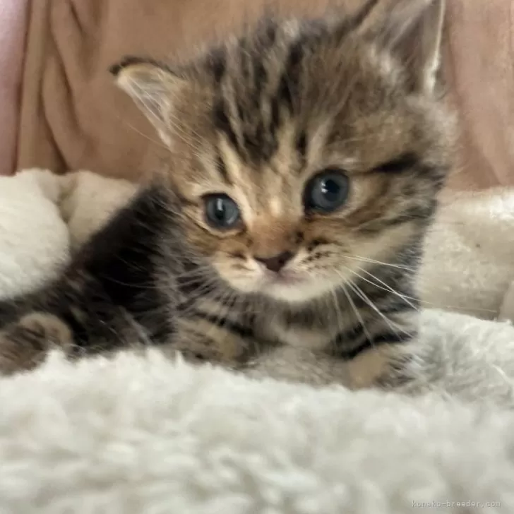 ID:2504-01993の子猫
