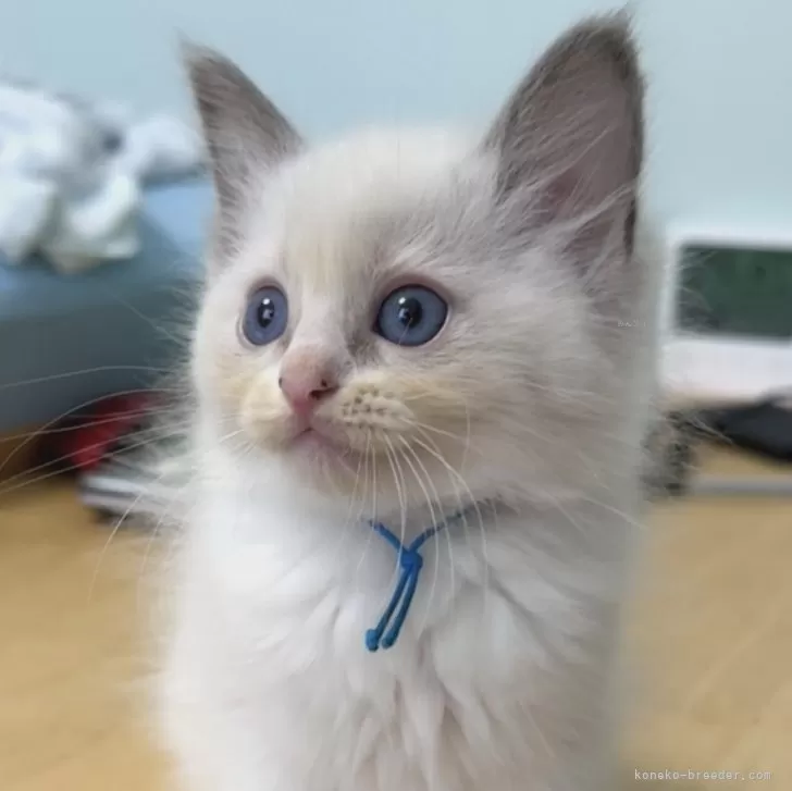 ID:2410-02556の子猫