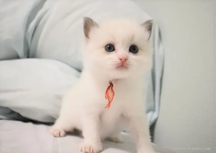 ID:2110-00444の子猫
