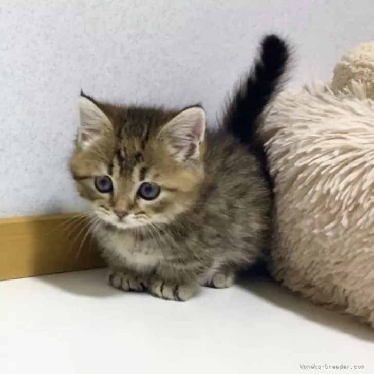 ID:2404-01882の子猫