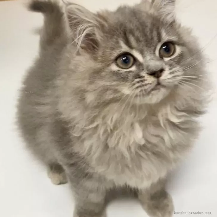 ID:2312-02349の子猫