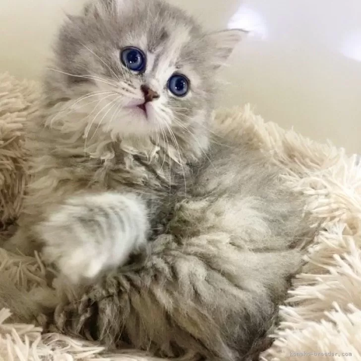 ID:2405-02626の子猫