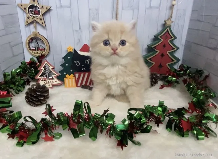 ID:2111-02253の子猫