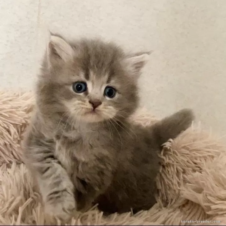 ID:2404-00170の子猫
