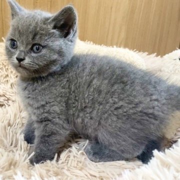 ブリティッシュショートヘア【宮崎県・男の子・2024年3月26日・ブルー】の写真「甘えん坊な男の子🐈」