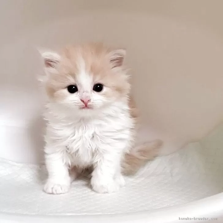 T.K 様のお迎えした子猫