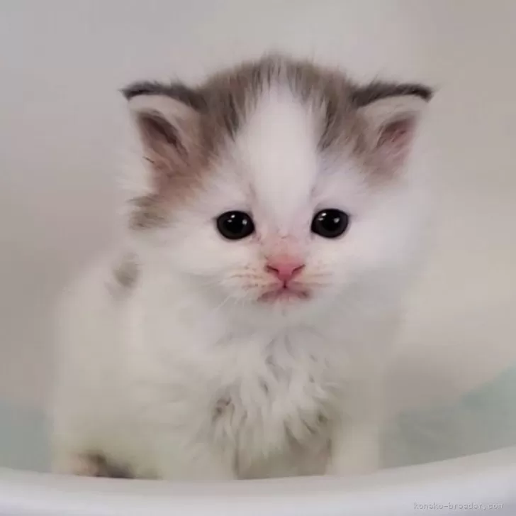 ID:2503-01420の子猫