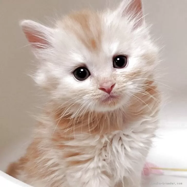 R.I 様のお迎えした子猫