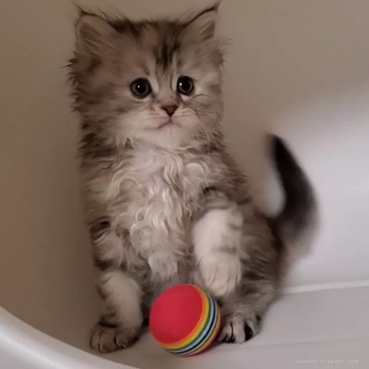ID:2501-02360の子猫