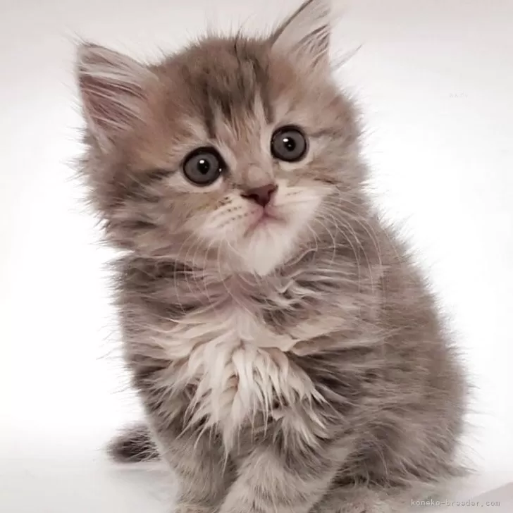 はるママ 様のお迎えした子猫