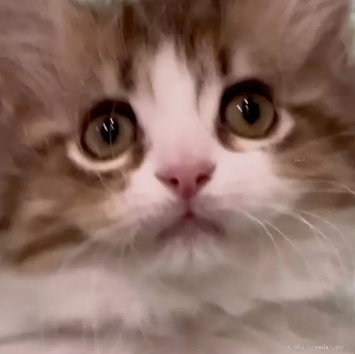 ID:2502-02418の子猫