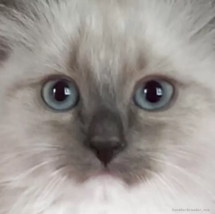 ID:2503-02613の子猫