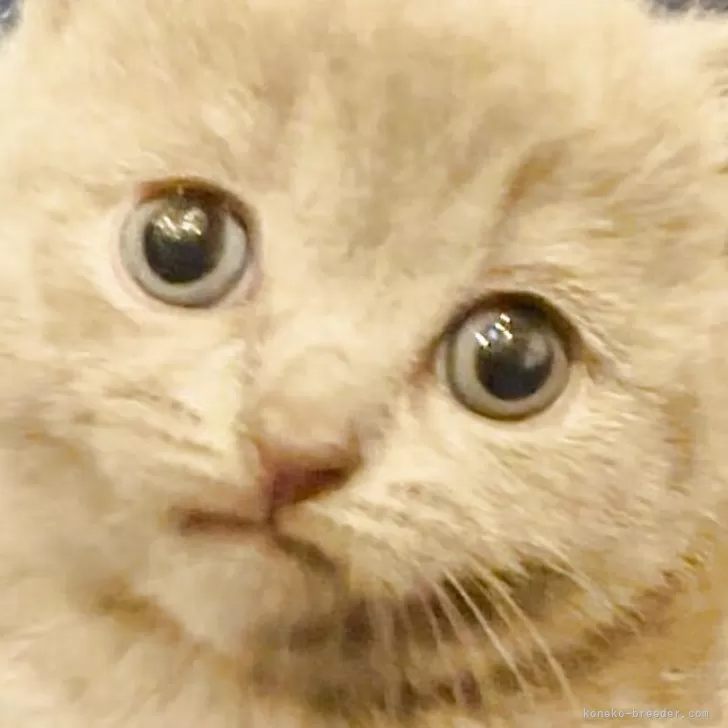 K.S 様のお迎えした子猫