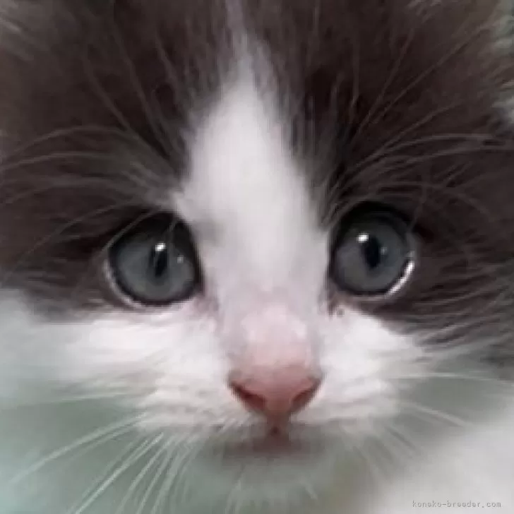 M.I 様のお迎えした子猫