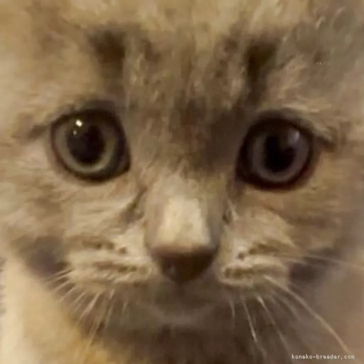 ID:2504-02384の子猫