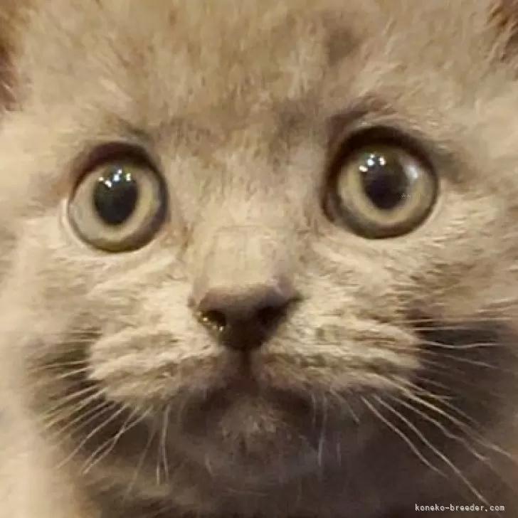 ID:2504-02383の子猫