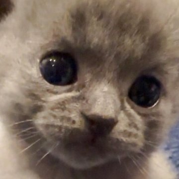 シャルトリュー【和歌山県・男の子・2025年4月4日・ブルー（ダブルコート）】の写真「フランス猫
ブルー御三家」