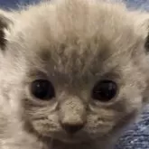 シャルトリュー