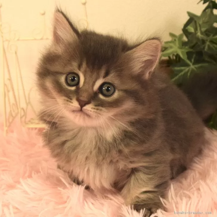 ID:2411-01979の子猫