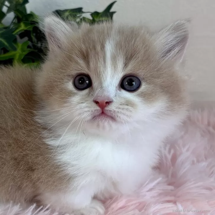 ID:2504-01072の子猫