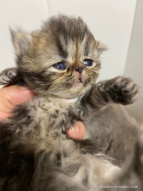 レオパレス ストア 飼えるペット