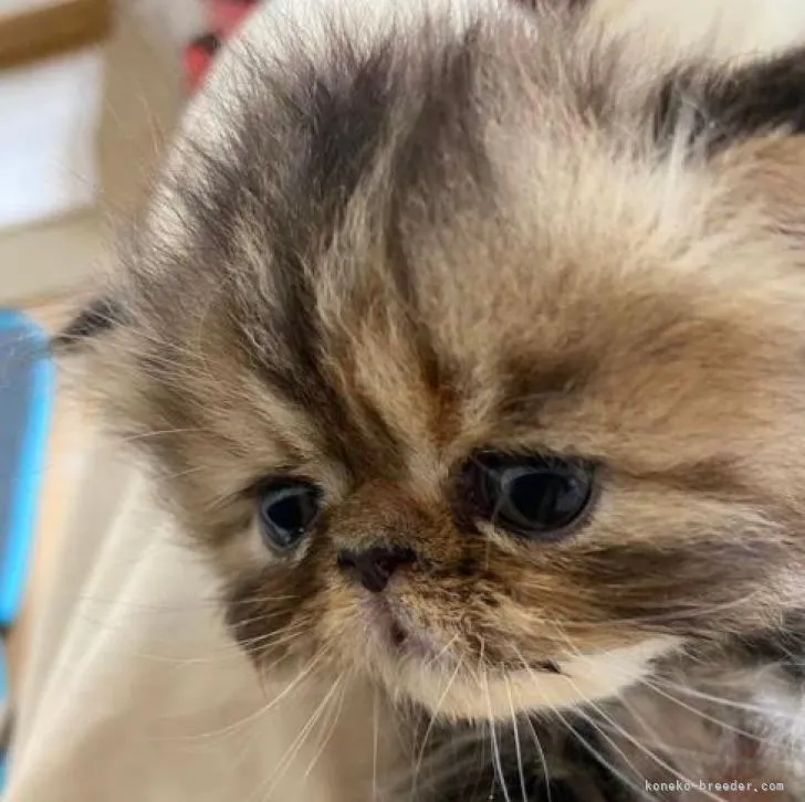 ID：2206-01555の子猫