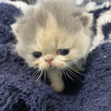 エキゾチックショートヘア【神奈川県・女の子・2023年9月19日・ダイリュート キャリコ（ふわっ）】の写真「たいへんゆったりした女の子。品の良さがウリです。」