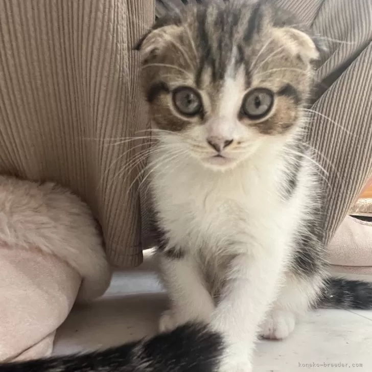 ID:2404-01026の子猫