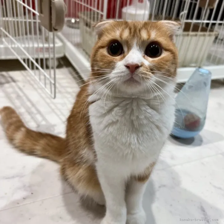 ID:2306-02647の子猫