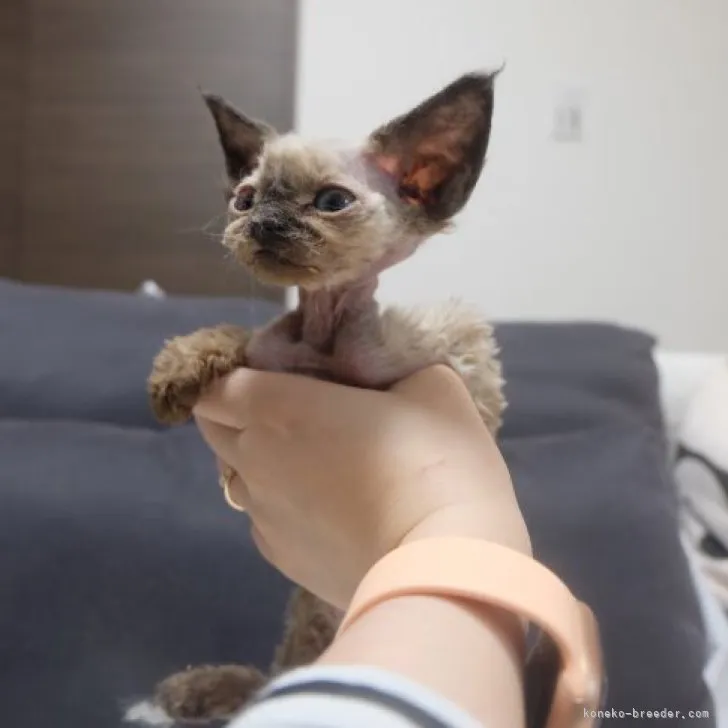 ID：2304-02249の子猫
