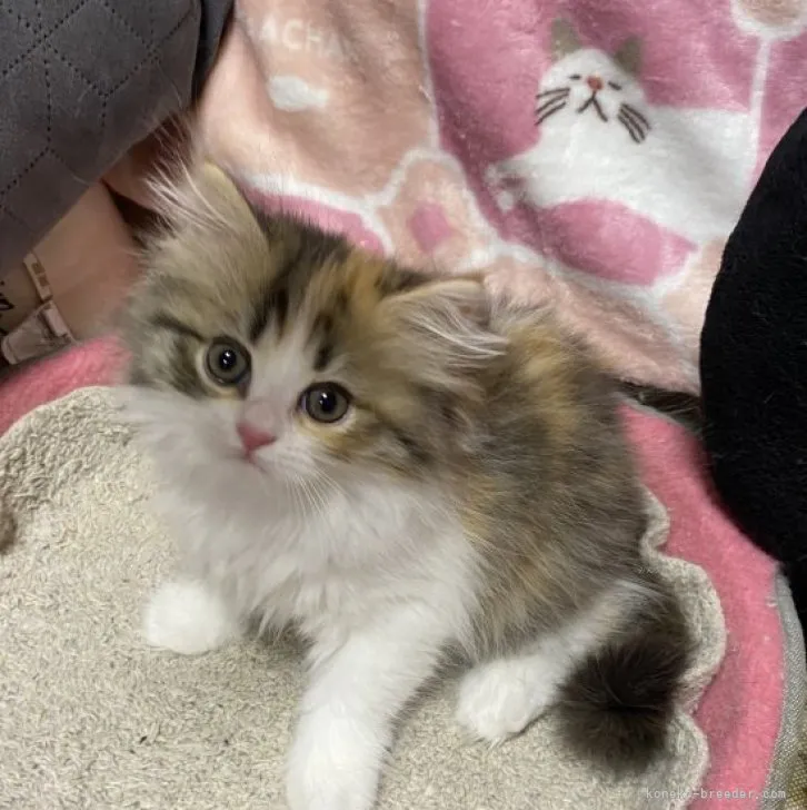 ID:2311-00066の子猫