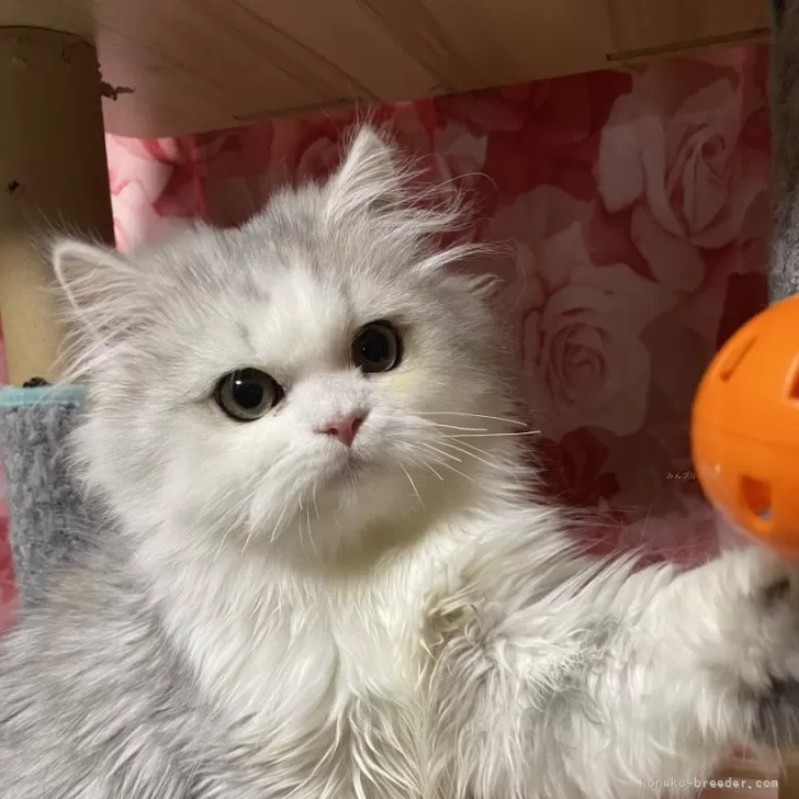 ID:2411-02475の子猫