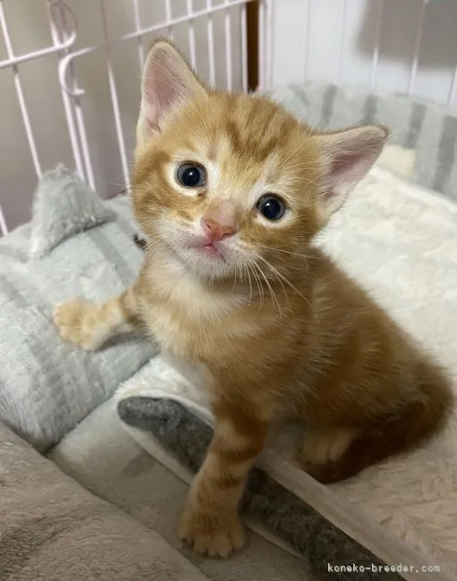 マロヌシ 様のお迎えした子猫