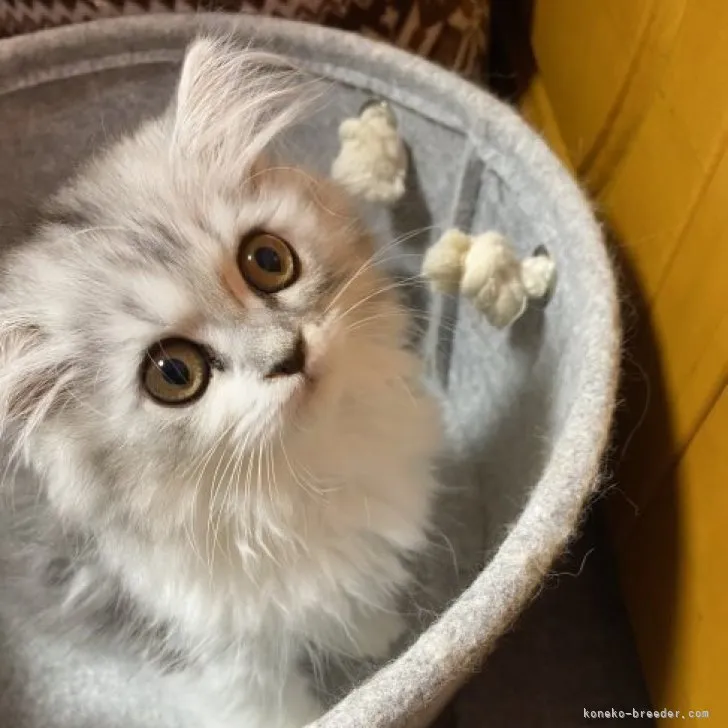 ID:2304-00604の子猫