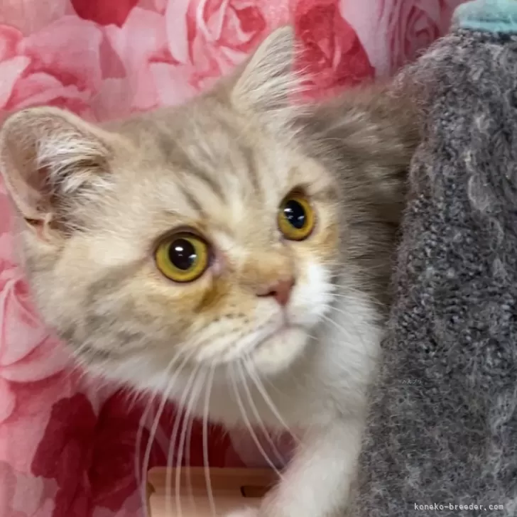 ID:2410-01694の子猫