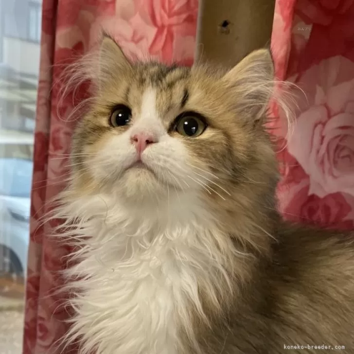 ID:2410-02291の子猫