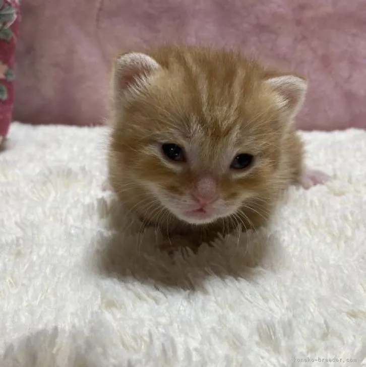 ID:2302-01026の子猫