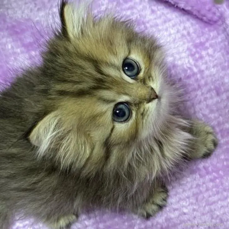 ID:2209-01805の子猫