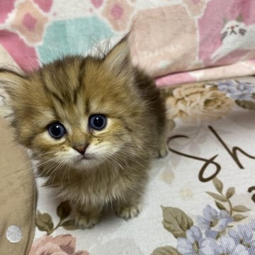 ペルシャ(チンチラ)【福岡県・男の子・2024年1月15日・チンチラゴールデン】の写真「ぷくぷくしてかわいい男の子」