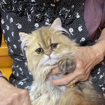 ペルシャ(チンチラ)【福岡県・男の子・2024年6月11日・チンチラゴールデン】の写真「おとなしい男の子」