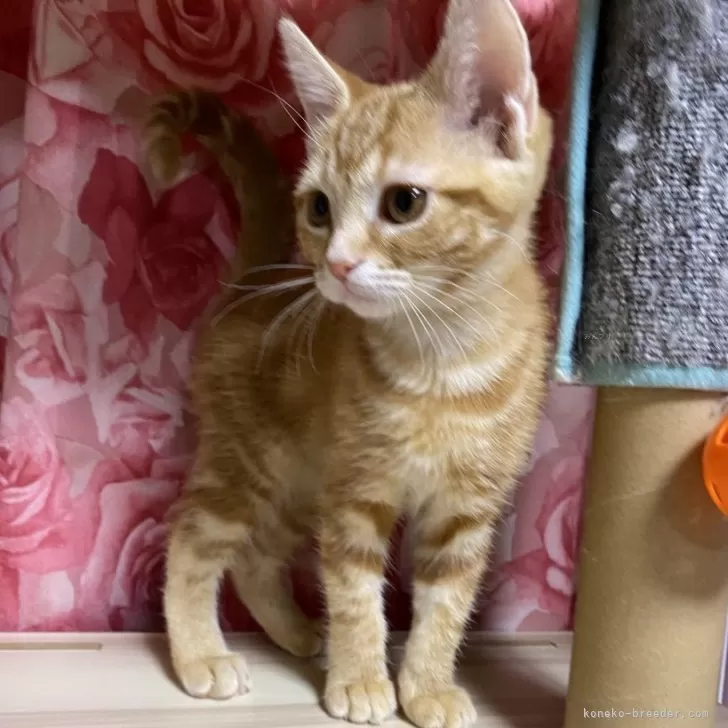 ID：2412-00758の子猫