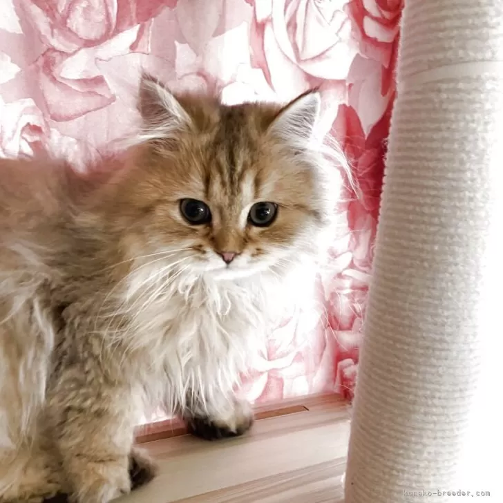 ID:2504-02055の子猫