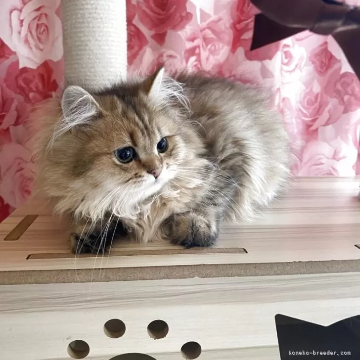 ID:2504-02846の子猫