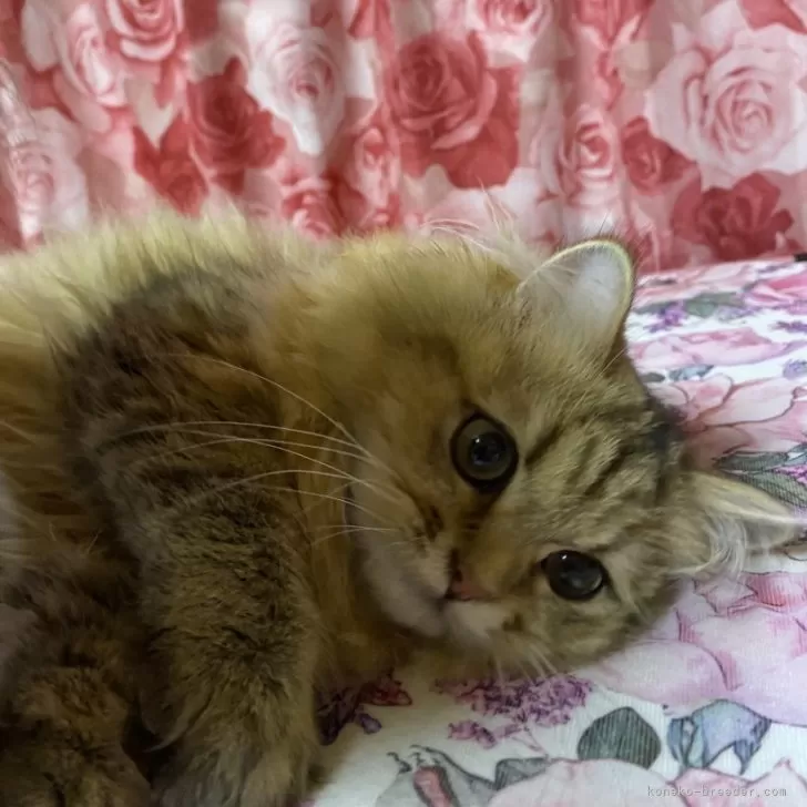 ID:2504-02056の子猫