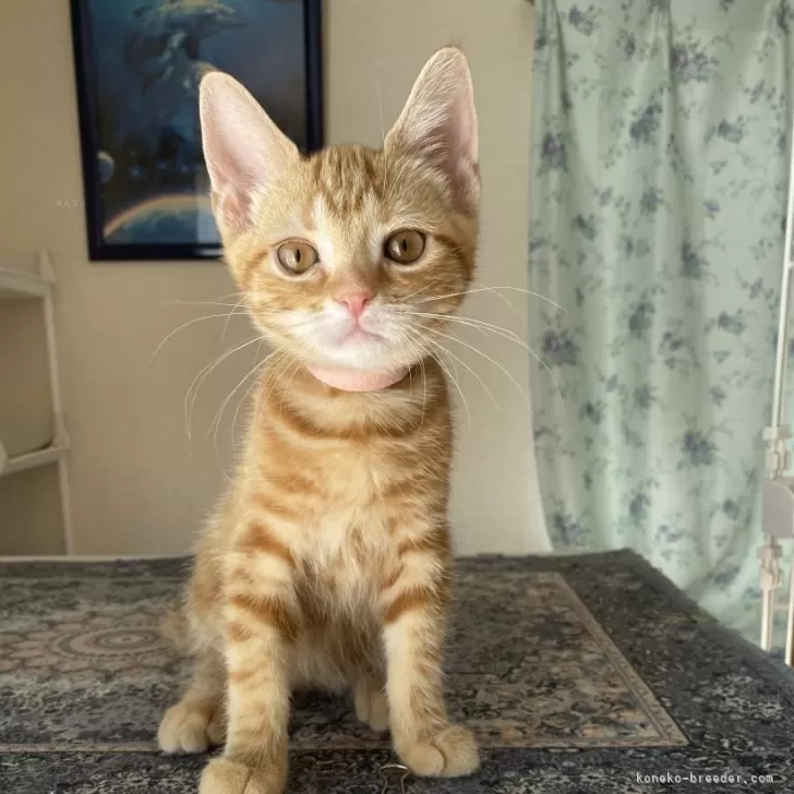 Y.N 様のお迎えした子猫